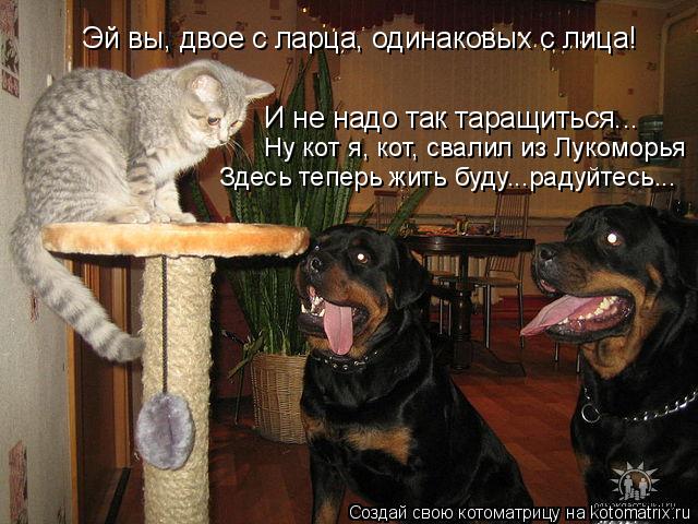 Котоматрица: Эй вы, двое с ларца, одинаковых с лица! И не надо так таращиться... Ну кот я, кот, свалил из Лукоморья Здесь теперь жить буду...радуйтесь...