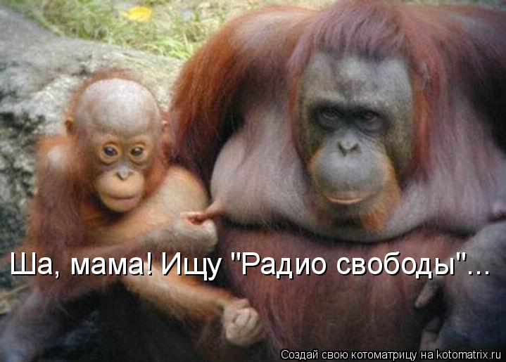 Котоматрица: Ша, мама! Ищу "Радио свободы"...