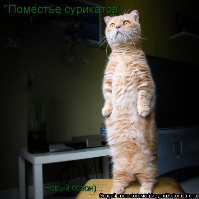 Котоматрица: "Поместье сурикатов" Новый сезон)...