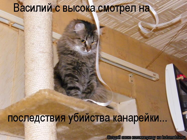 Котоматрица: Василий с высока смотрел на  последствия убийства канарейки...