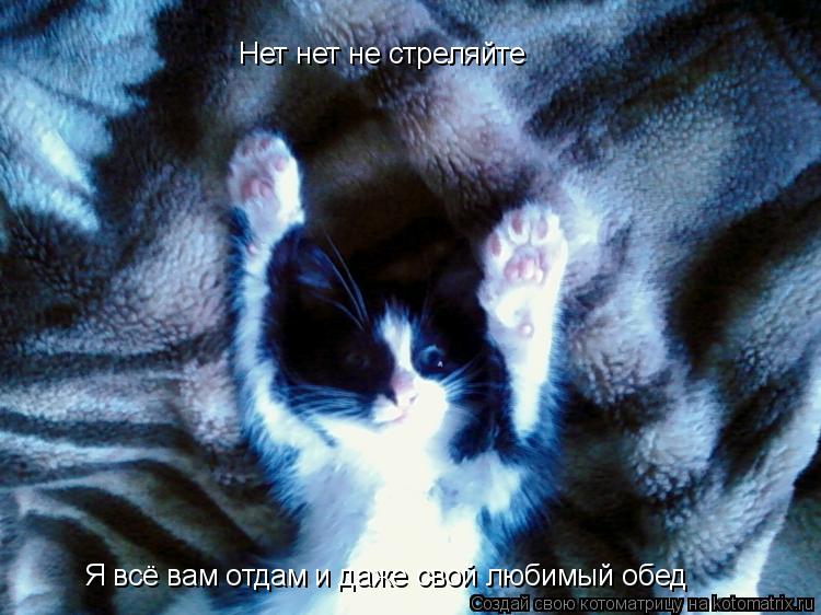 Котоматрица: Нет нет не стреляйте Я всё вам отдам и даже свой любимый обед