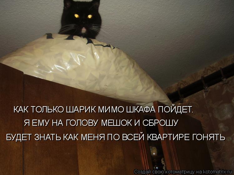 Котоматрица: КАК ТОЛЬКО ШАРИК МИМО ШКАФА ПОЙДЕТ. Я ЕМУ НА ГОЛОВУ МЕШОК И СБРОШУ БУДЕТ ЗНАТЬ КАК МЕНЯ ПО ВСЕЙ КВАРТИРЕ ГОНЯТЬ
