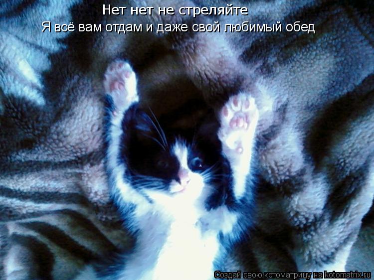 Котоматрица: Нет нет не стреляйте Я всё вам отдам и даже свой любимый обед