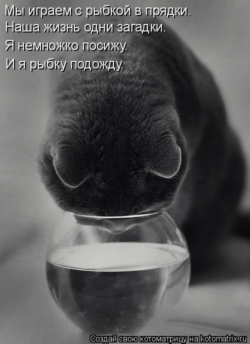 Котоматрица: Мы играем с рыбкой в прядки. Наша жизнь одни загадки. Я немножко посижу. И я рыбку подожду.