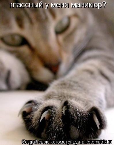 Котоматрица: классный у меня маникюр?