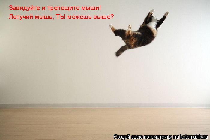 Котоматрица: Завидуйте и трепещите мыши! Летучий мышь, ТЫ можешь выше?
