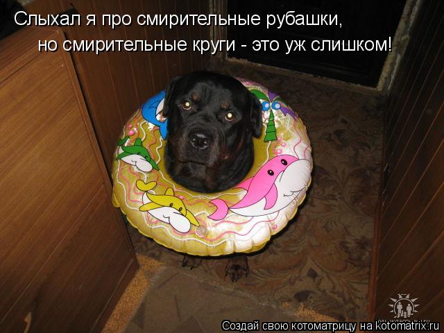 Котоматрица: Слыхал я про смирительные рубашки, но смирительные круги - это уж слишком!