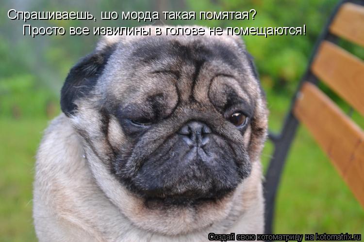 Котоматрица: Спрашиваешь, шо морда такая помятая? Просто все извилины в голове не помещаются!