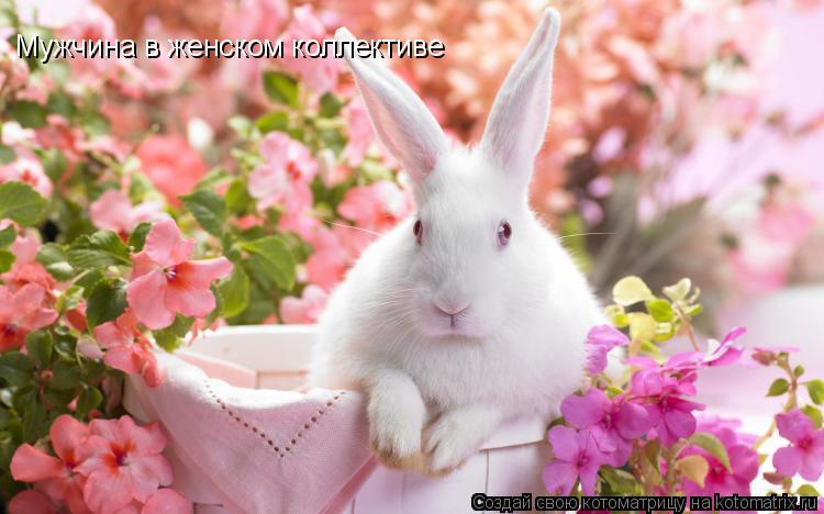 Котоматрица: Мужчина в женском коллективе