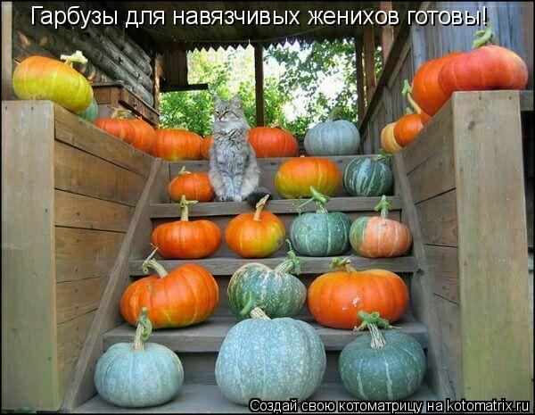Котоматрица: Гарбузы для навязчивых женихов готовы!