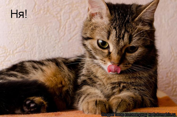 Котоматрица: Ня!