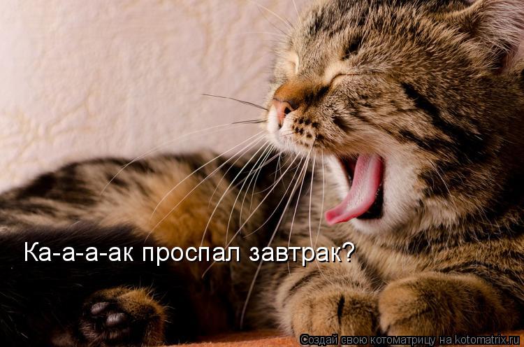 Котоматрица: Ка-а-а-ак проспал завтрак?