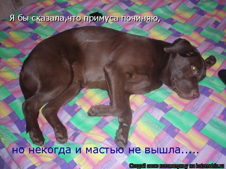 Котоматрица: Я бы сказала,что примуса починяю, но некогда и мастью не вышла.....