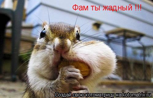Котоматрица: Фам ты жадный !!!