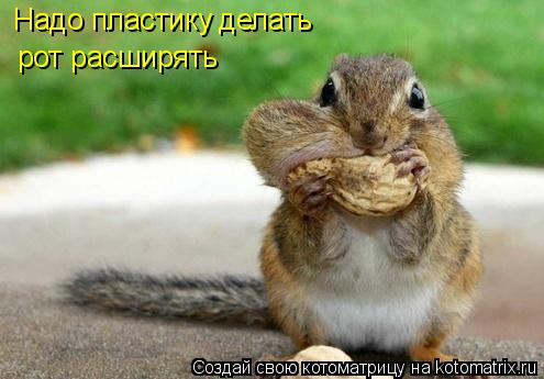 Котоматрица: Надо пластику делать рот расширять
