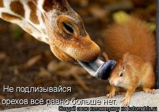 Котоматрица: Не подлизывайся орехов всё равно больше нет.