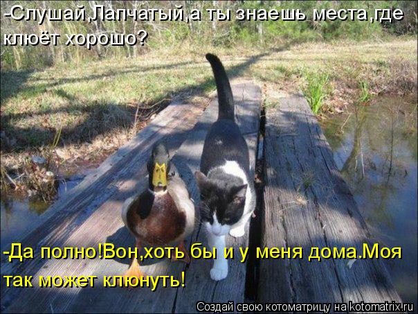 -Слушай,Лапчатый,а ты знаешь места,где клюёт хорошо? -Да полно!Вон,хоть бы и у меня дома.Моя так мож... Котоматрица: -Слушай,Лапчатый,а ты знаешь места,где клюёт хорошо? -Да полно!Вон,хоть бы и у меня дома.Моя так может клюнуть!