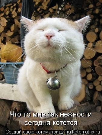 Котоматрица: Что то мне так нежности сегодня котется