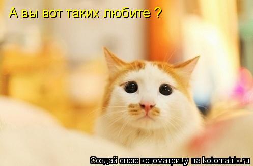 Котоматрица: А вы вот таких любите ?
