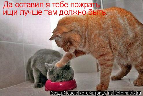 Котоматрица: Да оставил я тебе пожрать ищи лучше там должно быть.