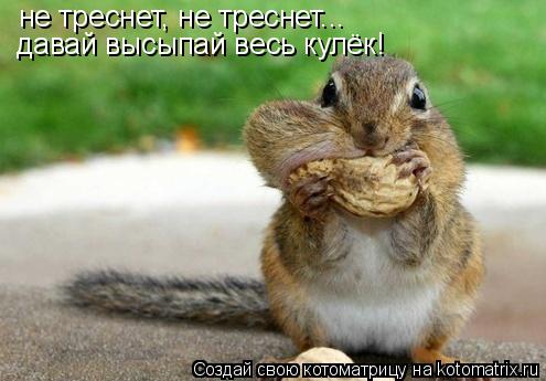 Котоматрица: не треснет, не треснет...  давай высыпай весь кулёк!