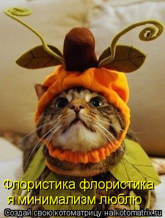 Котоматрица: Флористика флористика я минимализм люблю