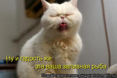 Котоматрица: Ну и гадость же эта ваша заливная рыба .