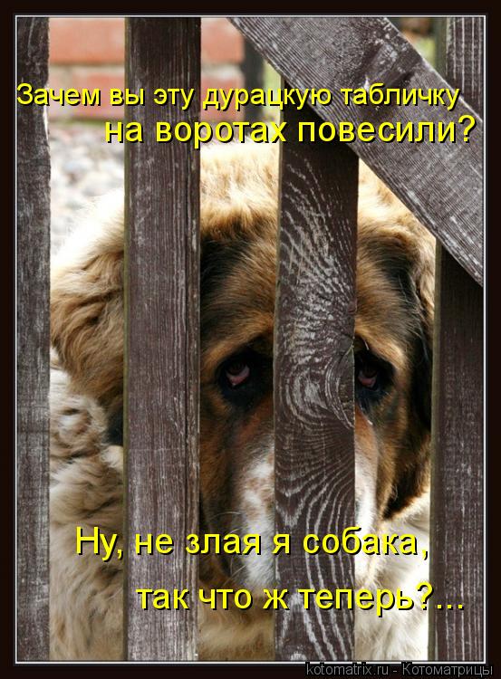 Котоматрица: на воротах повесили? Ну, не злая я собака,  так что ж теперь?... Зачем вы эту дурацкую табличку