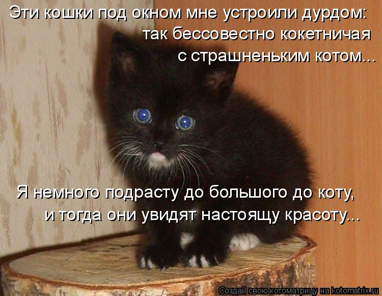 Котоматрица: Эти кошки под окном мне устроили дурдом: Я немного подрасту до большого до коту,  и тогда они увидят настоящу красоту... так бессовестно коке