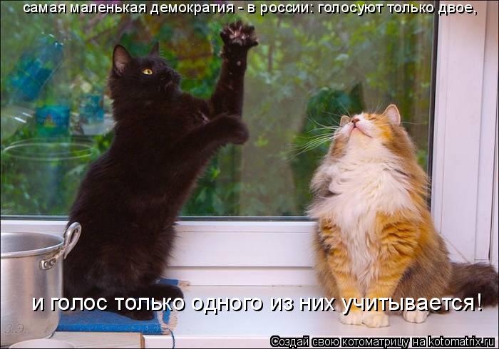 Котоматрица: самая маленькая демократия - в россии: голосуют только двое,  и голос только одного из них учитывается!