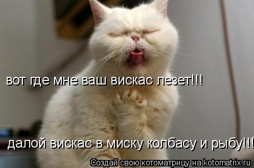 Котоматрица: вот где мне ваш вискас лезет!!! далой вискас в миску колбасу и рыбу!!!