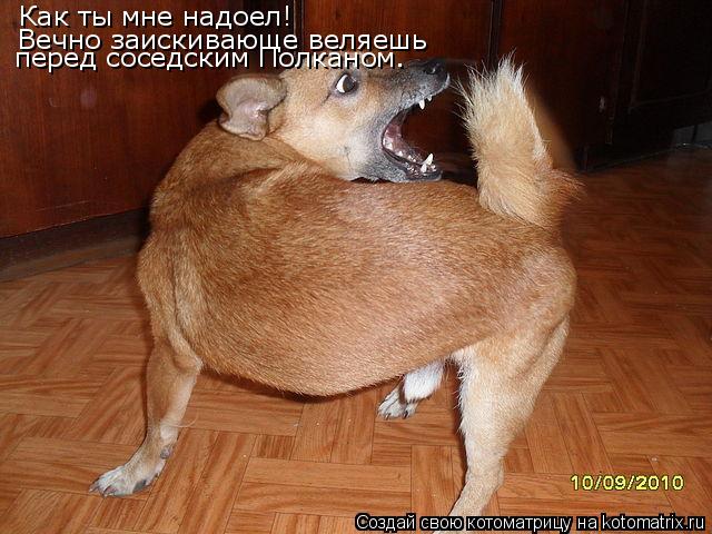 Котоматрица: Как ты мне надоел! Вечно заискивающе веляешь перед соседским Полканом.