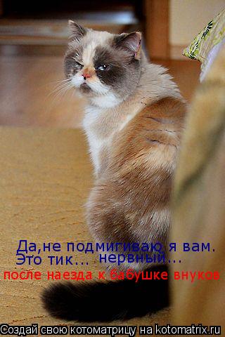 Котоматрица: Да,не подмигиваю я вам. Это тик... нервный... после наезда к бабушке внуков