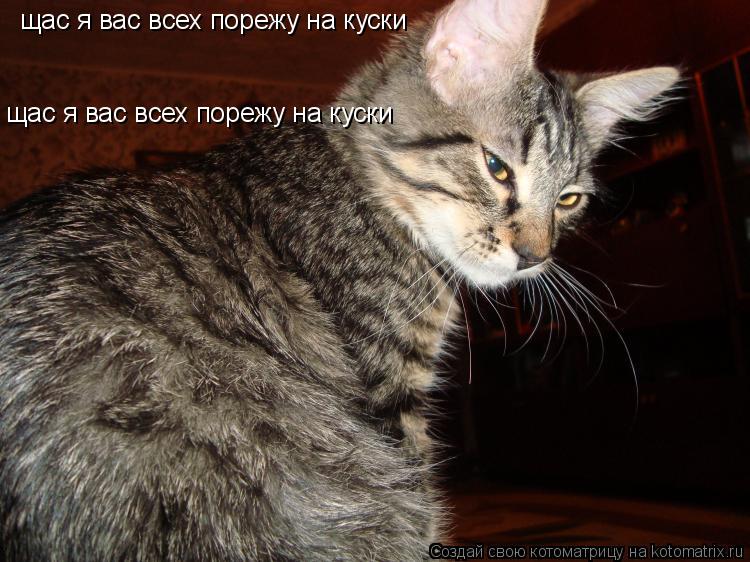 Котоматрица: щас я вас всех порежу на куски щас я вас всех порежу на куски