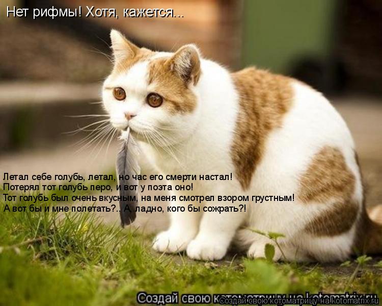 Котоматрица: Летал себе голубь, летал, но час его смерти настал! Потерял тот голубь перо, и вот у поэта оно! Тот голубь был очень вкусным, на меня смотрел в