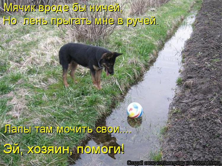 Мячик вроде бы ничей, Но лень прыгать мне в ручей. Лапы там мочить свои.... Эй, хозяин, помоги!... Котоматрица: Мячик вроде бы ничей, Но лень прыгать мне в ручей. Лапы там мочить свои.... Эй, хозяин, помоги!