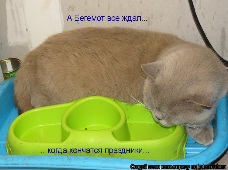 Котоматрица: А Бегемот все ждал.... ...когда кончатся праздники...