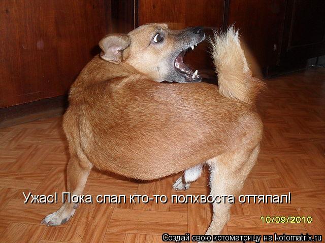 Котоматрица: Ужас! Пока спал кто-то полхвоста оттяпал!