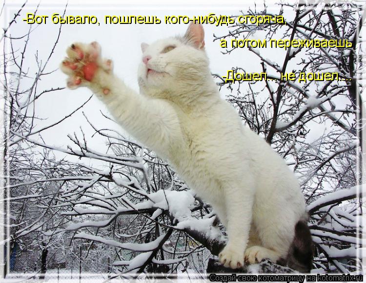Котоматрица: -Вот бывало, пошлешь кого-нибудь сгоряча,  а потом переживаешь -Дошел... не дошел....