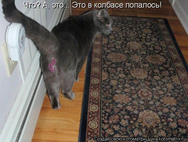 Котоматрица: Что? А, это... Это в колбасе попалось!