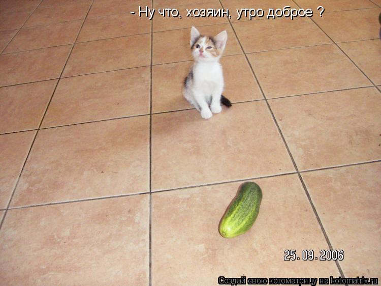 Котоматрица: - Ну что, хозяин, утро доброе ?
