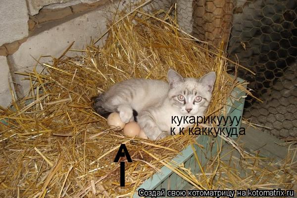Котоматрица: кукарикуууу к к каккукуда ^ i