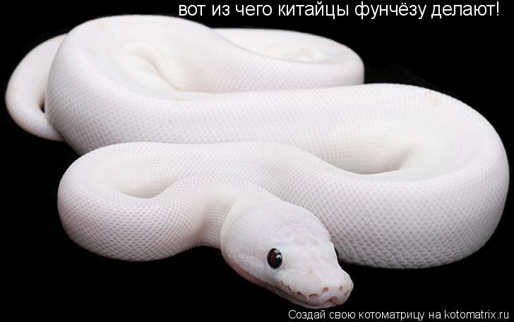 Котоматрица: вот из чего китайцы фунчёзу делают!