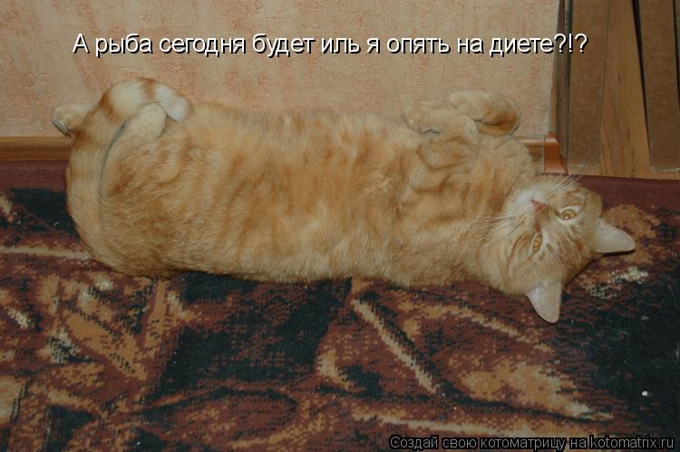 Котоматрица: А рыба сегодня будет иль я опять на диете?!?