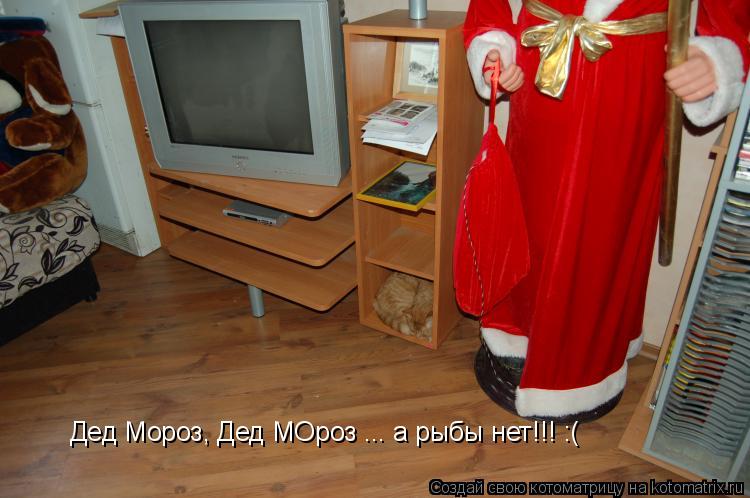 Котоматрица: Дед Мороз, Дед МОроз ... а рыбы нет!!! :(