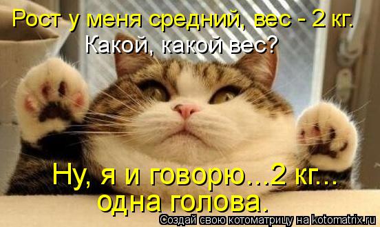 Котоматрица: Рост у меня средний, вес - 2 кг. Какой, какой вес? Ну, я и говорю...2 кг... одна голова.