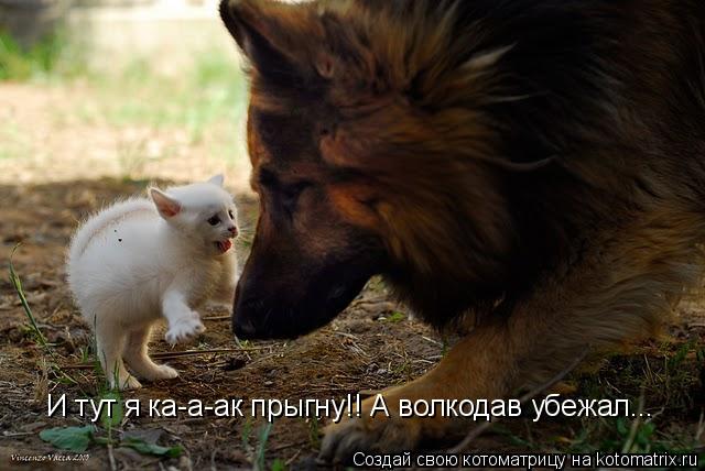 Котоматрица: И тут я ка-а-ак прыгну!! А волкодав убежал...