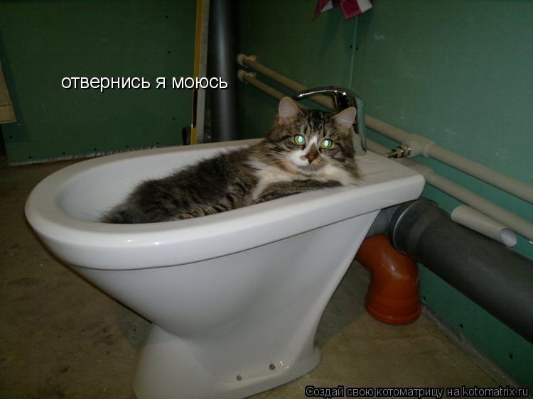 Котоматрица: отвернись я моюсь