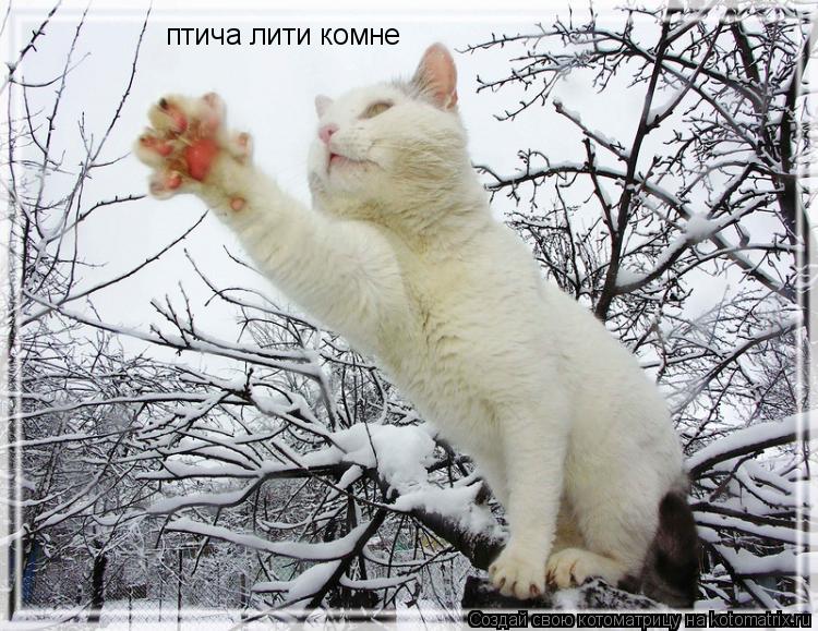 Котоматрица: птича лити комне