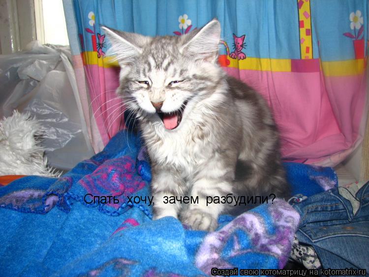 Котоматрица: Спать  хочу,  зачем  разбудили?